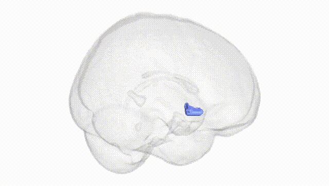 Full Brain White