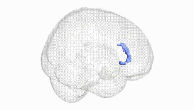 Full Brain White