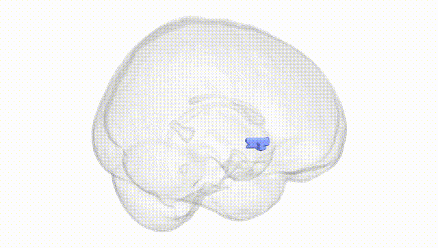 Full Brain White