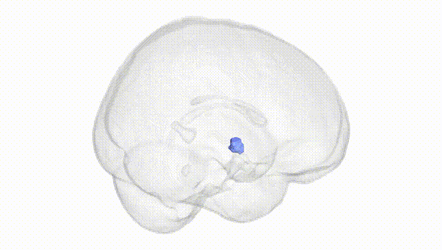 Full Brain White