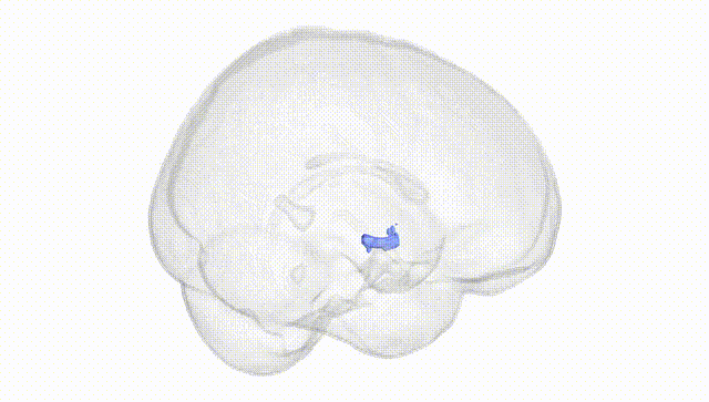 Full Brain White