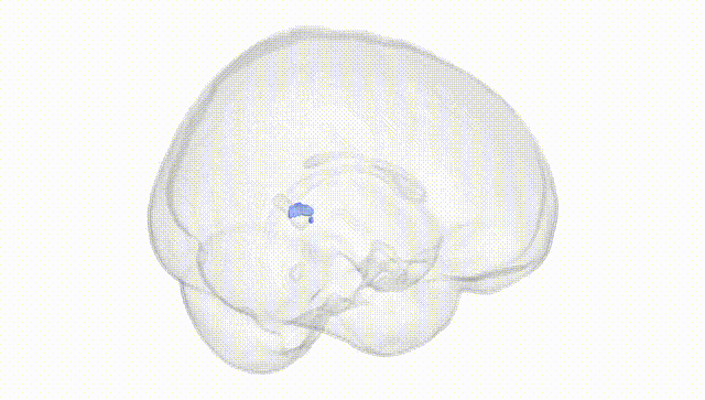 Full Brain White