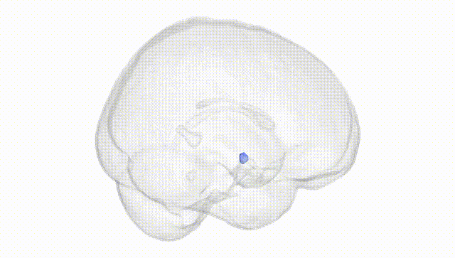Full Brain White