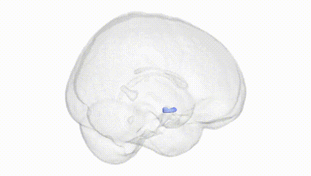 Full Brain White