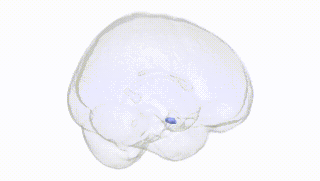 Full Brain White