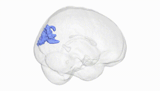 Full Brain White