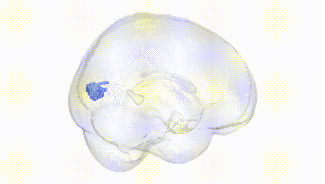 Full Brain White