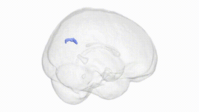 Full Brain White