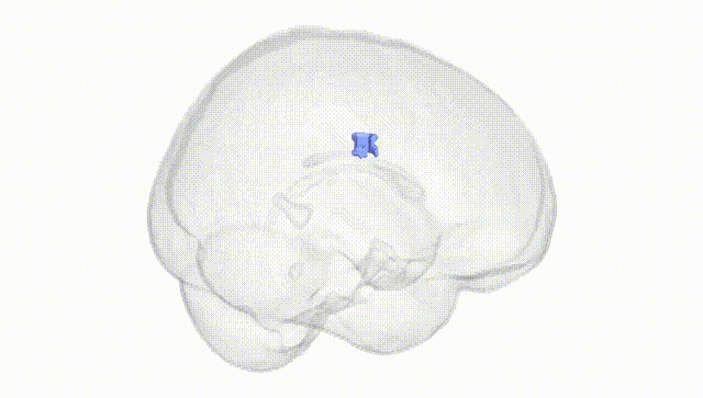 Full Brain White