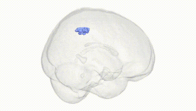 Full Brain White