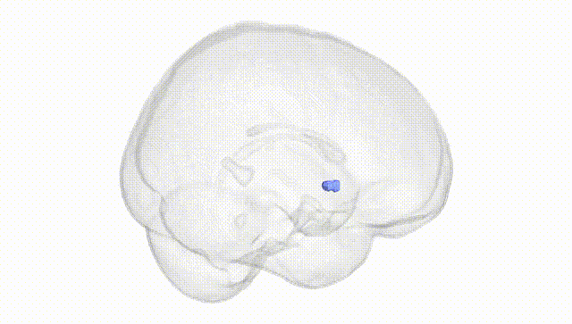 Full Brain White