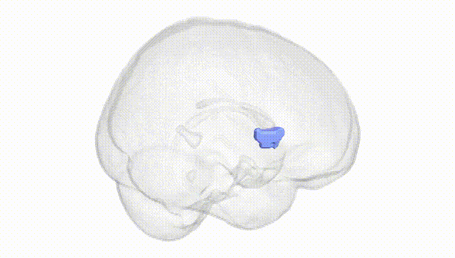 Full Brain White
