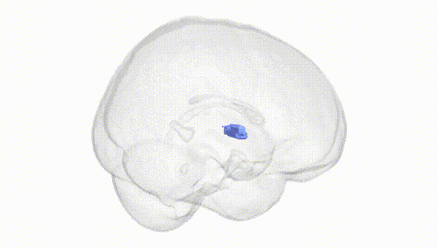 Full Brain White