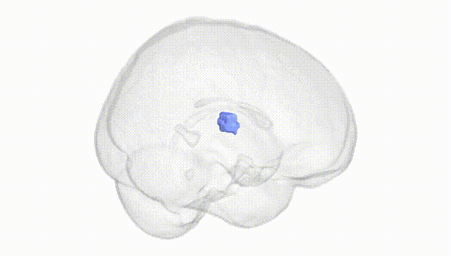Full Brain White