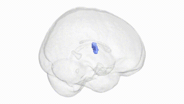 Full Brain White
