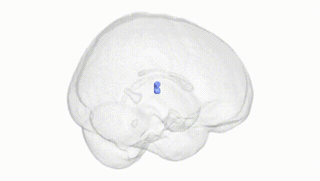 Full Brain White