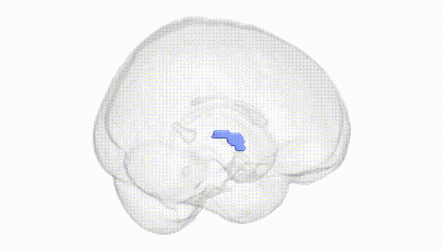 Full Brain White