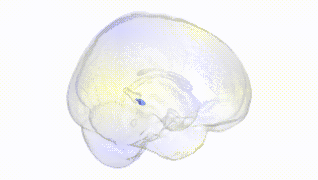 Full Brain White