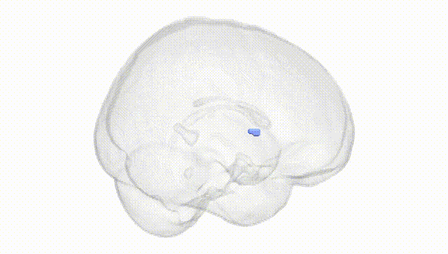 Full Brain White