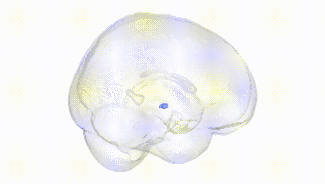Full Brain White