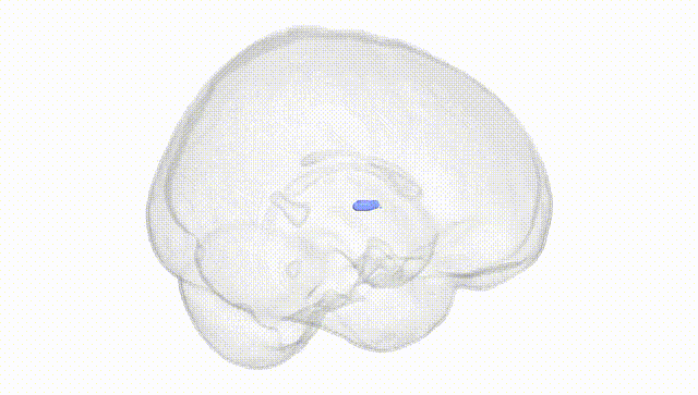 Full Brain White