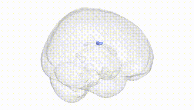 Full Brain White