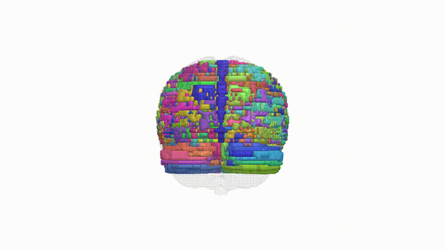 Rotating Brain