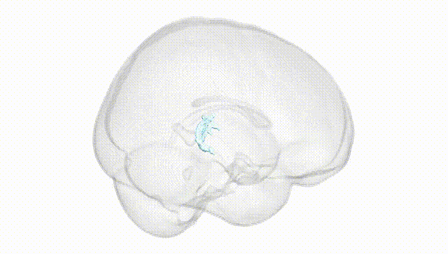 Full Brain White