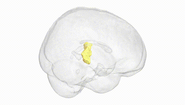 Full Brain White