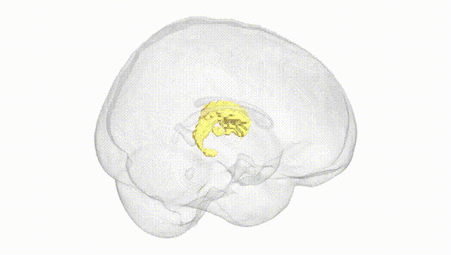 Full Brain White