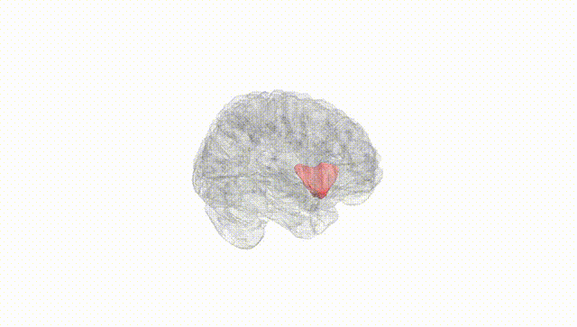 Full Brain White