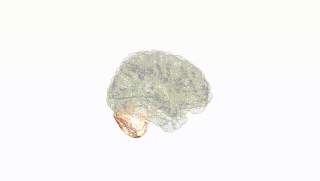 Full Brain White