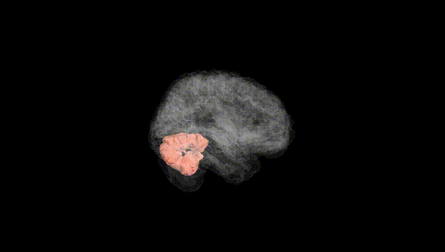 Full Brain Black