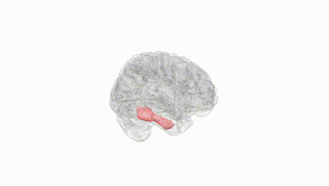 Full Brain White