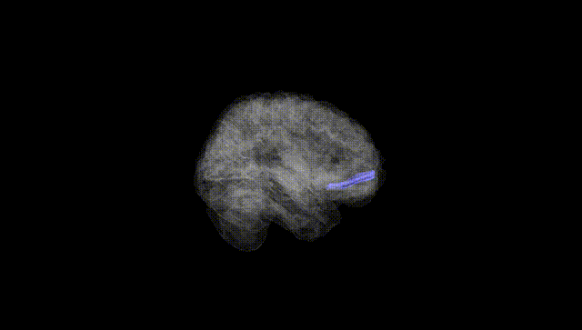 Full Brain Black
