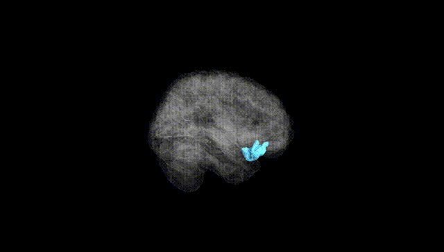 Full Brain Black