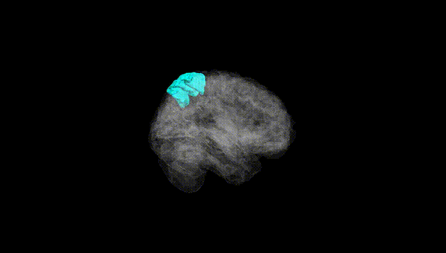 Full Brain Black