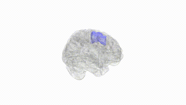 Full Brain White