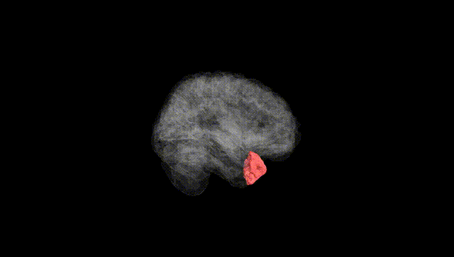 Full Brain Black