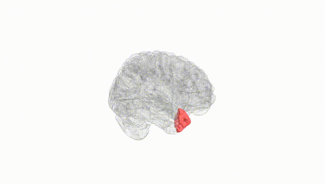 Full Brain White
